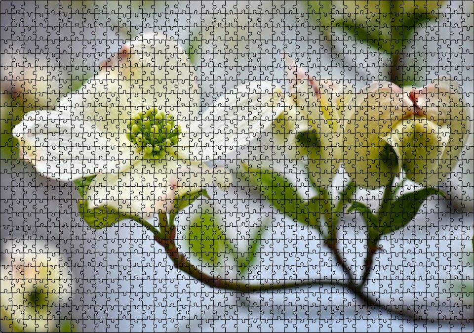 Dallar Beyaz Çiçekler Yeşil Tohumlar Yakın Çekim Puzzle Yapboz MDF Ahşap 1000 Parça 49 cm X 68 cm