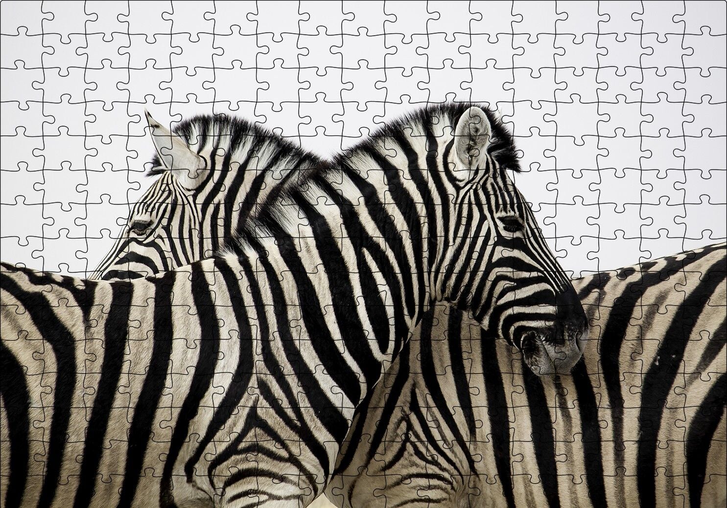 Yanyana Bir Çift Zebra Puzzle Yapboz MDF Ahşap 255 Parça 34 cm X 49 cm