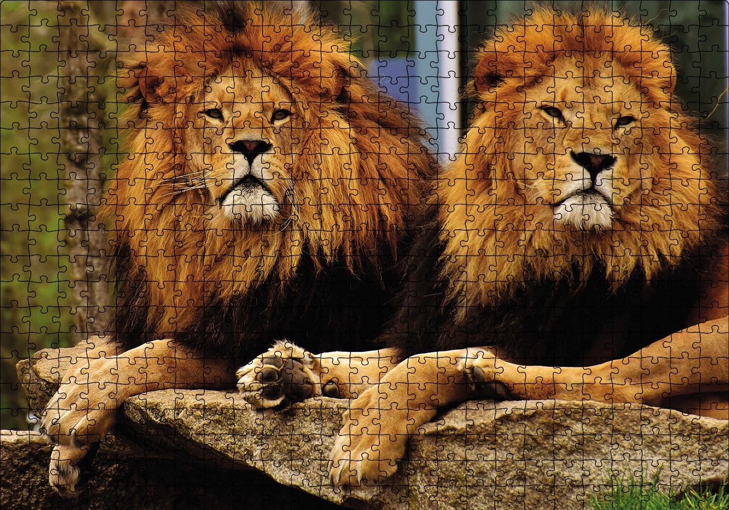 İki Aslan Puzzle Yapboz MDF Ahşap 500 Parça 49 cm X 68 cm