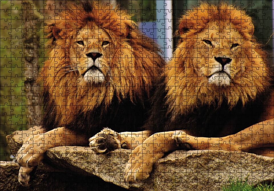 İki Aslan Puzzle Yapboz MDF Ahşap 500 Parça 49 cm X 68 cm