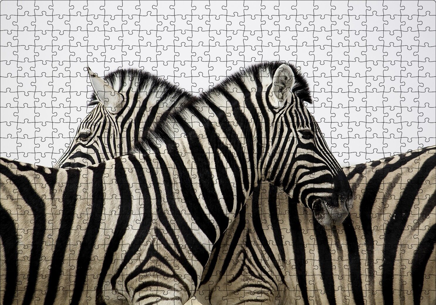 Yanyana Bir Çift Zebra Puzzle Yapboz MDF Ahşap 500 Parça 49 cm X 68 cm