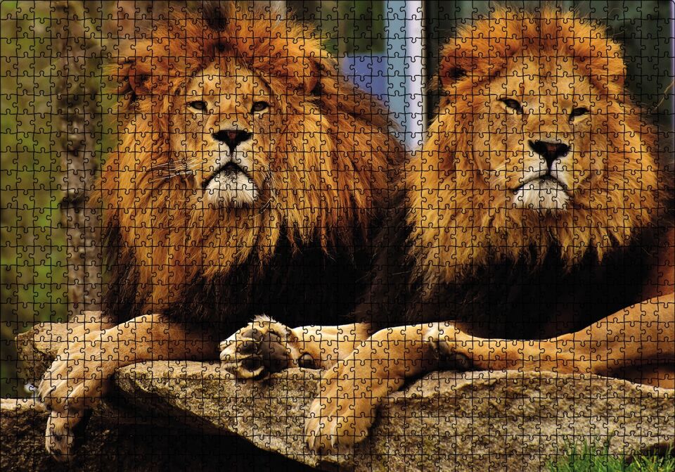 İki Aslan Puzzle Yapboz MDF Ahşap 1000 Parça 49 cm X 68 cm