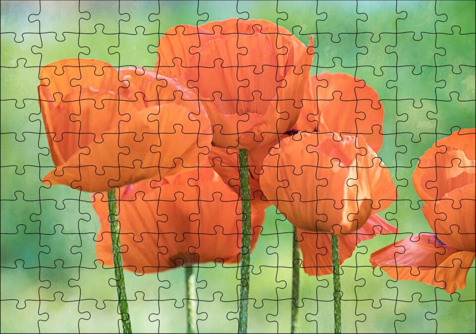Turuncu Gelincikler Puzzle Yapboz MDF Ahşap 120 Parça 24 cm X 34 cm