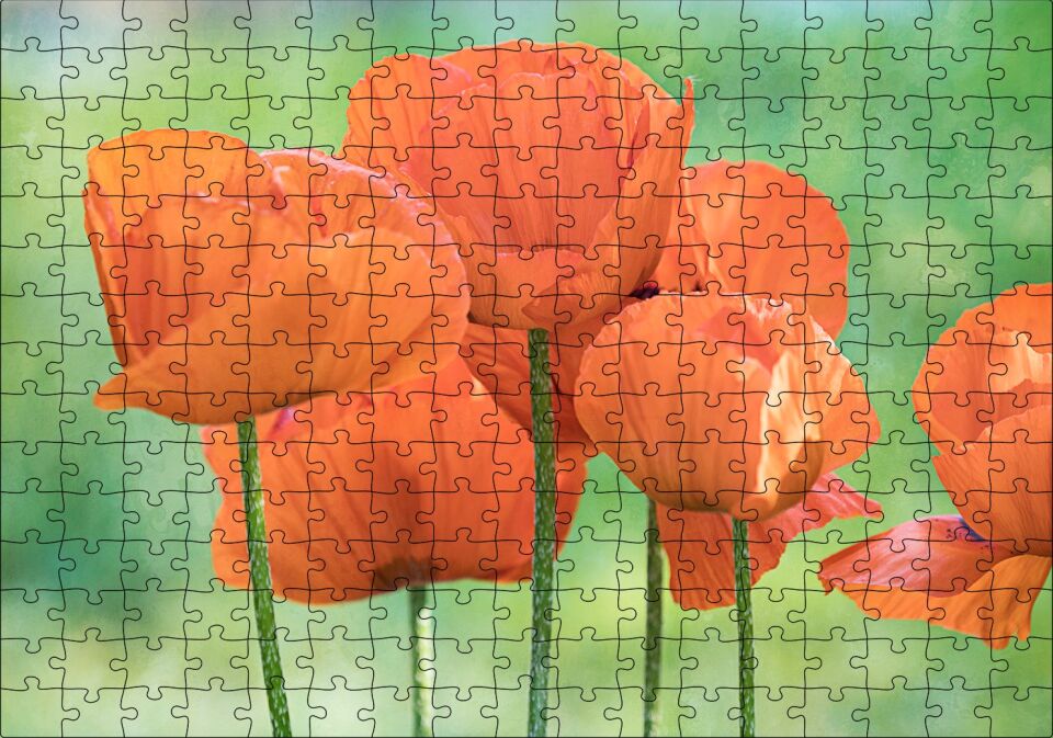 Turuncu Gelincikler Puzzle Yapboz MDF Ahşap 255 Parça 34 cm X 49 cm