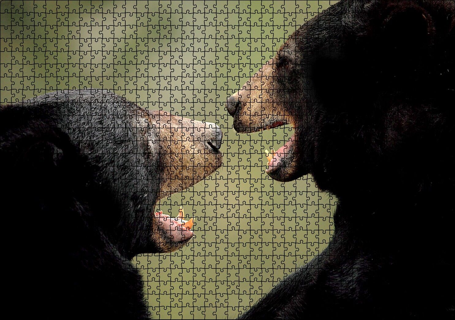 Dövüşen Kahverengi Ayılar Yakın Çekim Puzzle Yapboz MDF Ahşap 1000 Parça 49 cm X 68 cm