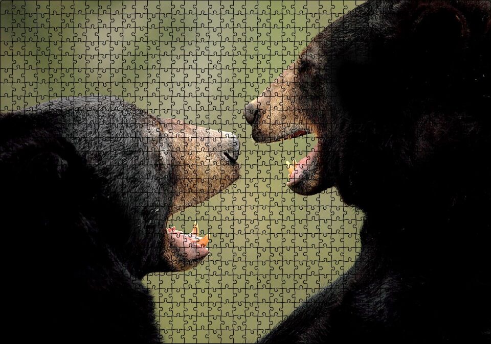 Dövüşen Kahverengi Ayılar Yakın Çekim Puzzle Yapboz MDF Ahşap 1000 Parça 49 cm X 68 cm