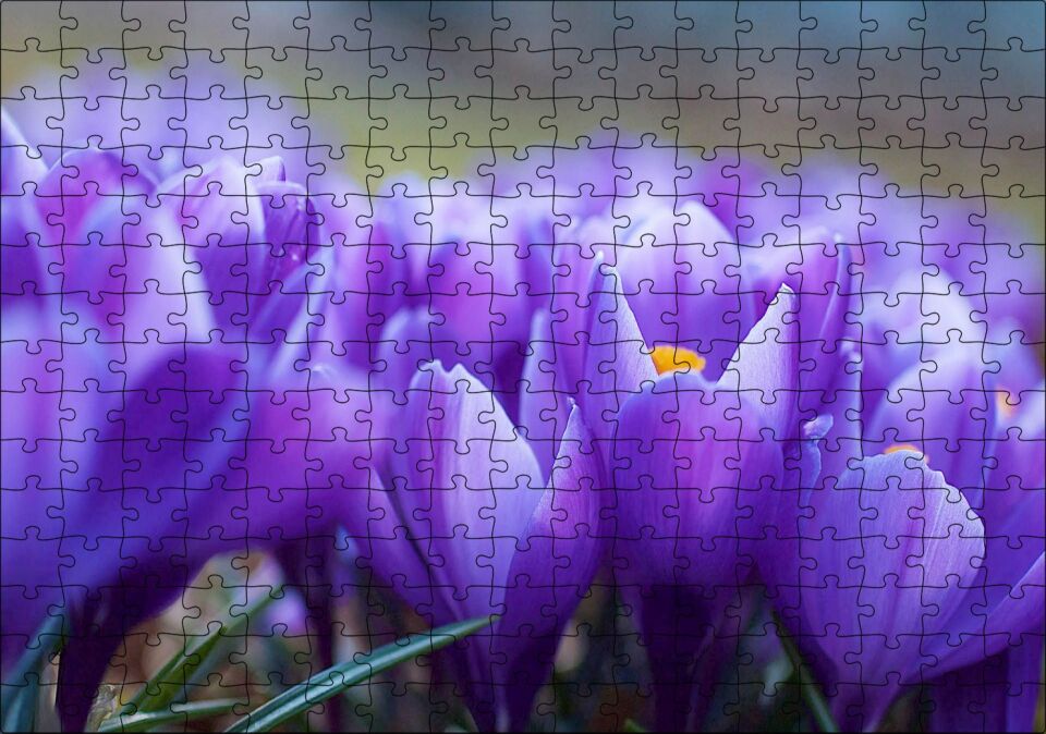 Eflatun Renkli Çiçekler Yakın Çekim Puzzle Yapboz MDF Ahşap 255 Parça 34 cm X 49 cm