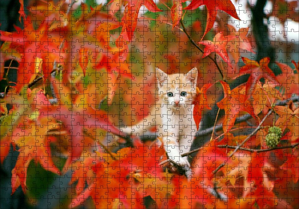 Sonbaharda Çınar Yaprakları Arasındaki Yavru Kedi Puzzle Yapboz MDF Ahşap 500 Parça 49 cm X 68 cm