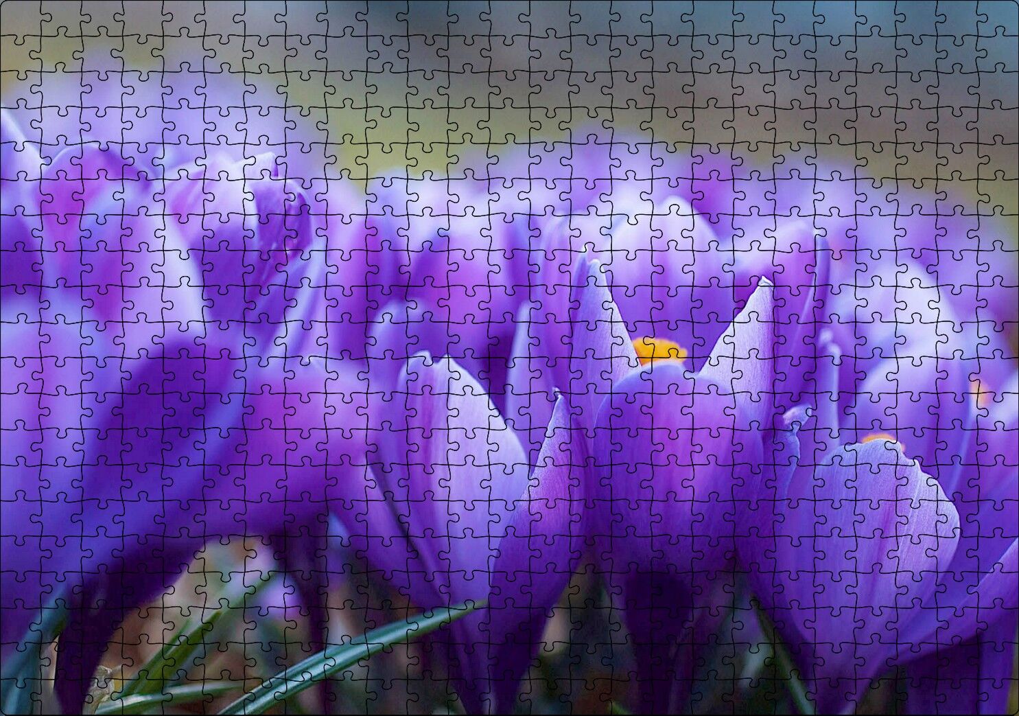 Eflatun Renkli Çiçekler Yakın Çekim Puzzle Yapboz MDF Ahşap 500 Parça 49 cm X 68 cm