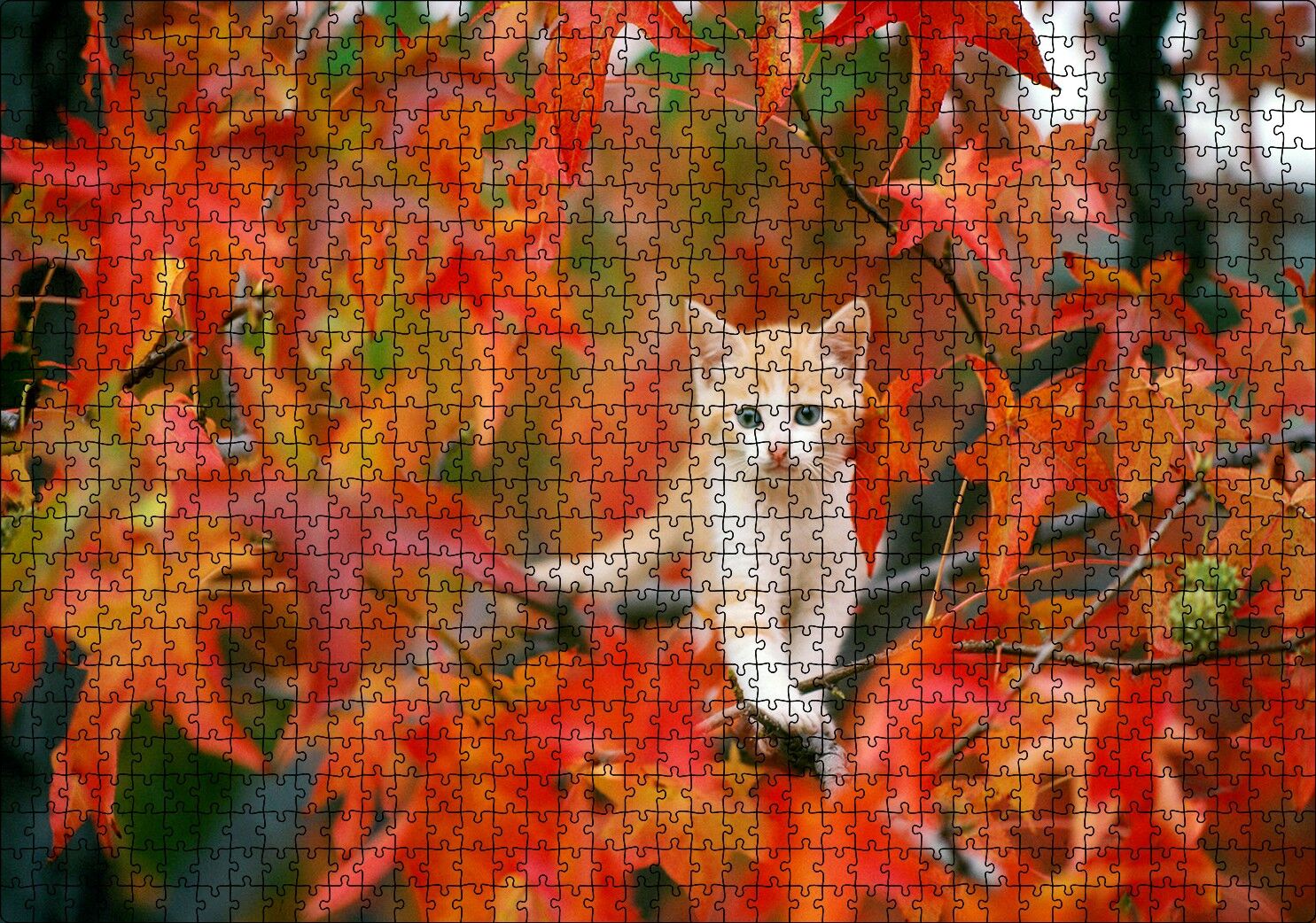 Sonbaharda Çınar Yaprakları Arasındaki Yavru Kedi Puzzle Yapboz MDF Ahşap 1000 Parça 49 cm X 68 cm