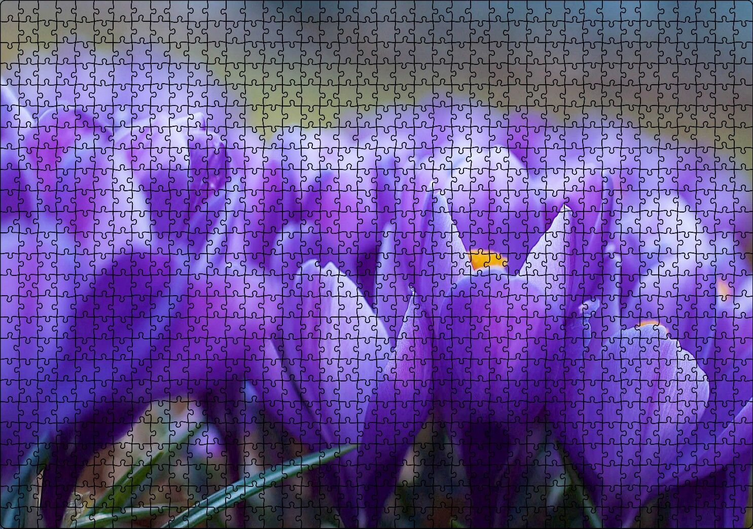 Eflatun Renkli Çiçekler Yakın Çekim Puzzle Yapboz MDF Ahşap 1000 Parça 49 cm X 68 cm