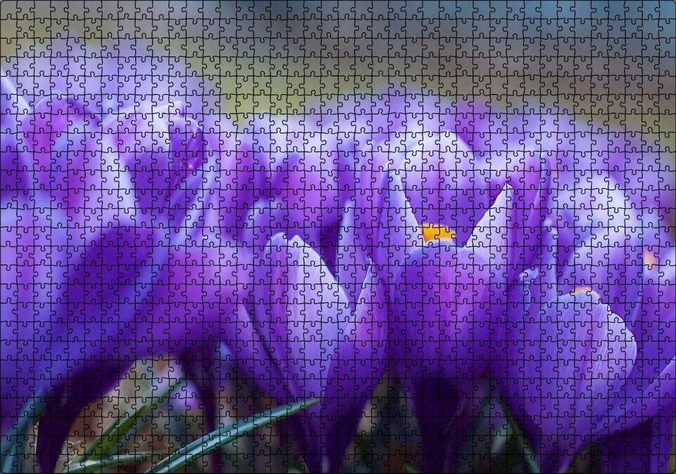 Eflatun Renkli Çiçekler Yakın Çekim Puzzle Yapboz MDF Ahşap 1000 Parça 49 cm X 68 cm