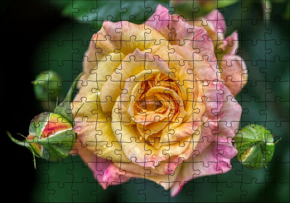 Pembe Sarı Gül Yakın Çekim Puzzle Yapboz MDF Ahşap