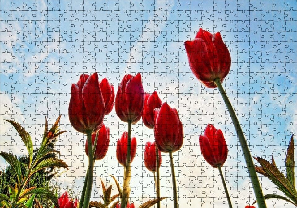 Kırmızı Lale Bahçesi Görseli Puzzle Yapboz MDF Ahşap 500 Parça 49 cm X 68 cm