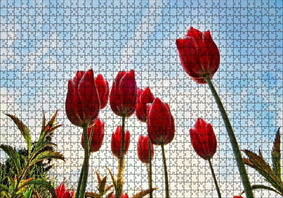 Kırmızı Lale Bahçesi Görseli Puzzle Yapboz MDF Ahşap 1000 Parça 49 cm X 68 cm