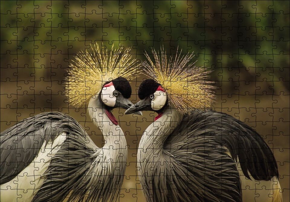 Gri Vinç Taç Kuşları Afrika Puzzle Yapboz MDF Ahşap 255 Parça 34 cm X 49 cm