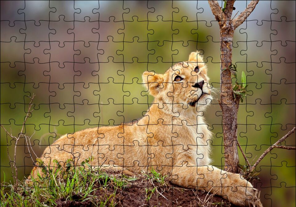 Dişi Genç Aslan Puzzle Yapboz MDF Ahşap