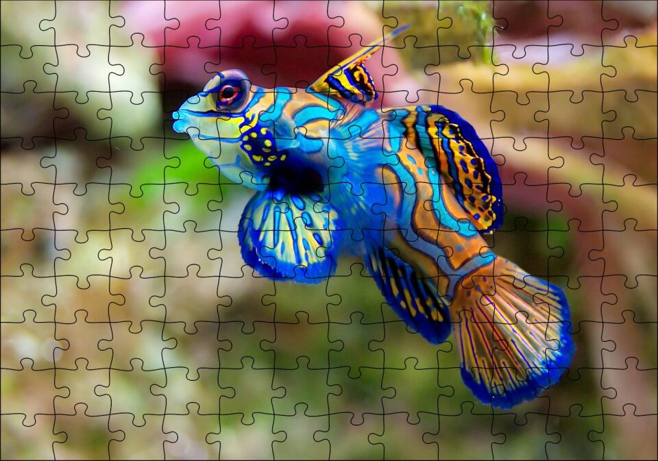 Mavi Mandarin Balığı Puzzle Yapboz MDF Ahşap