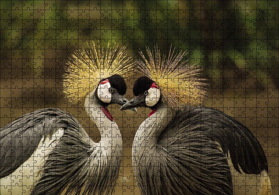 Gri Vinç Taç Kuşları Afrika Puzzle Yapboz MDF Ahşap 500 Parça 49 cm X 68 cm