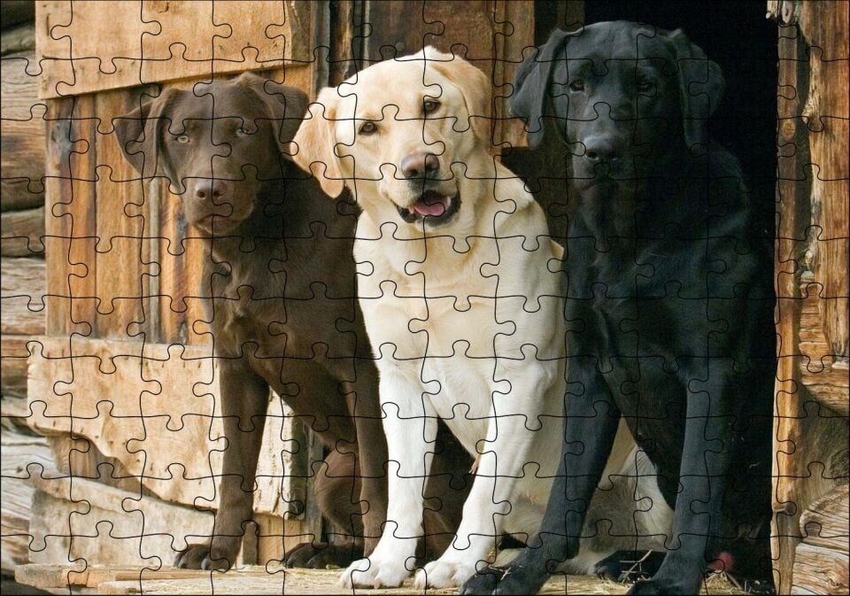 Kahve Krem ve Siyah Labradorlar Puzzle Yapboz MDF Ahşap 120 Parça 24 cm X 34 cm
