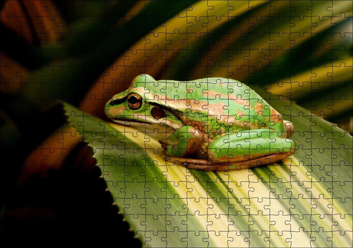 Yeşil Yaprak Üzerindeki Yeşil Kurbağa Puzzle Yapboz MDF Ahşap 255 Parça 34 cm X 49 cm
