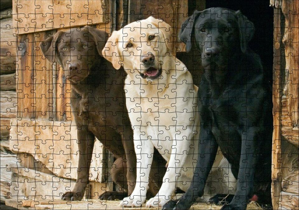 Kahve Krem ve Siyah Labradorlar Puzzle Yapboz MDF Ahşap 255 Parça 34 cm X 49 cm