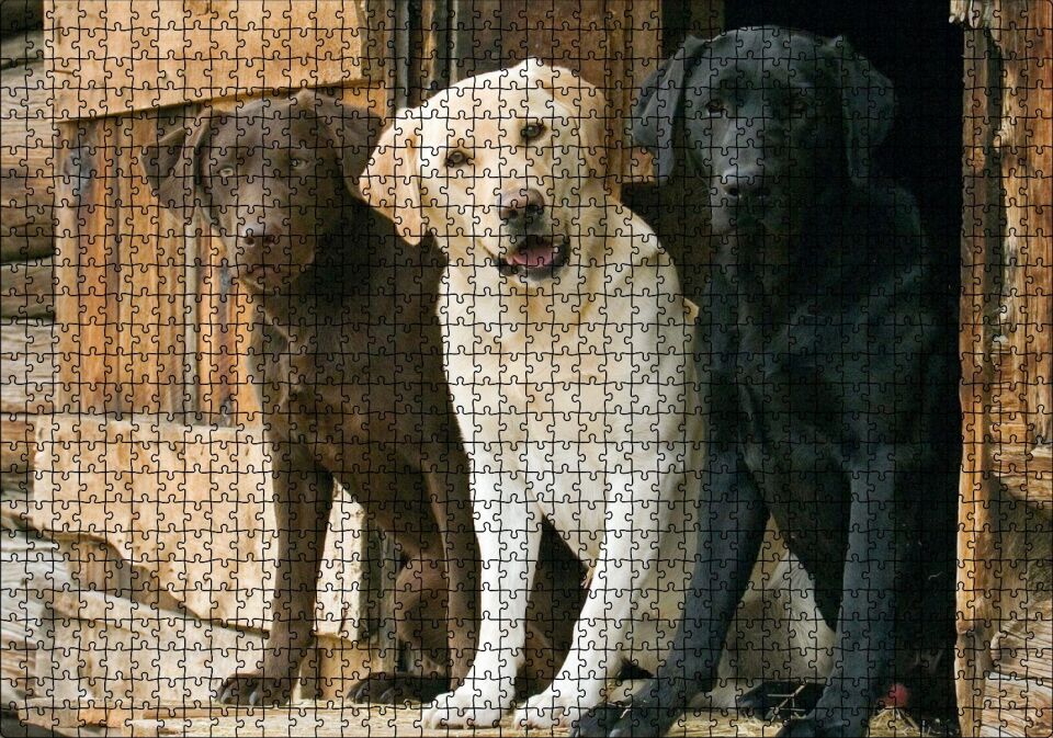 Kahve Krem ve Siyah Labradorlar Puzzle Yapboz MDF Ahşap 1000 Parça 49 cm X 68 cm