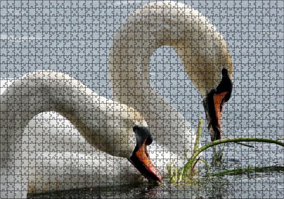 Gölde Beslenen Bir Çift Beyaz Kuğu Puzzle Yapboz MDF Ahşap 1000 Parça 49 cm X 68 cm