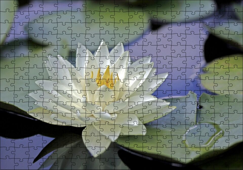 Gölde Nilüfer Çiçeği ve Yaprakları Puzzle Yapboz MDF Ahşap 255 Parça 34 cm X 49 cm