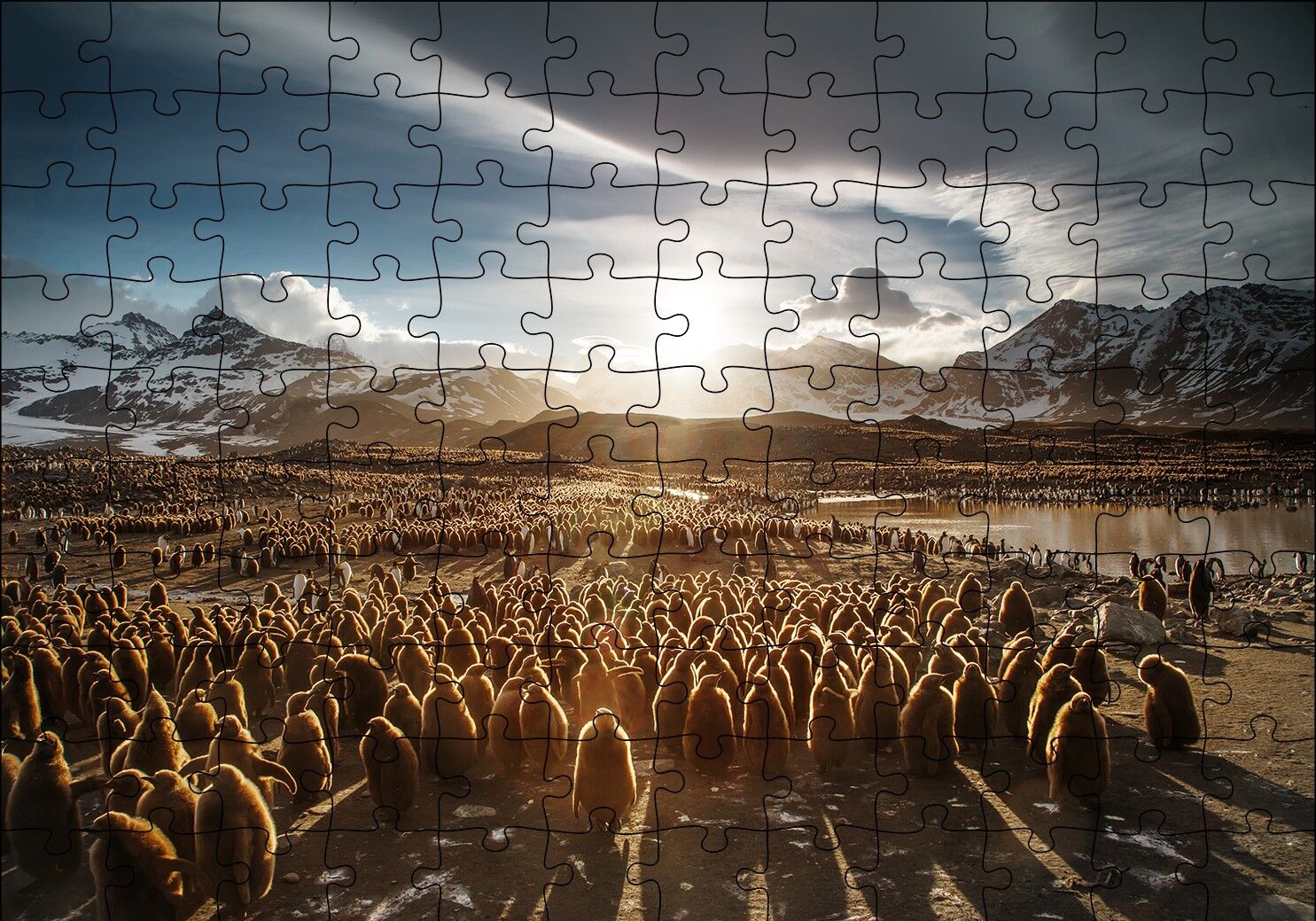 Güney Georgia'da Kral Pengueni Yavruları Puzzle Yapboz MDF Ahşap 120 Parça 24 cm X 34 cm