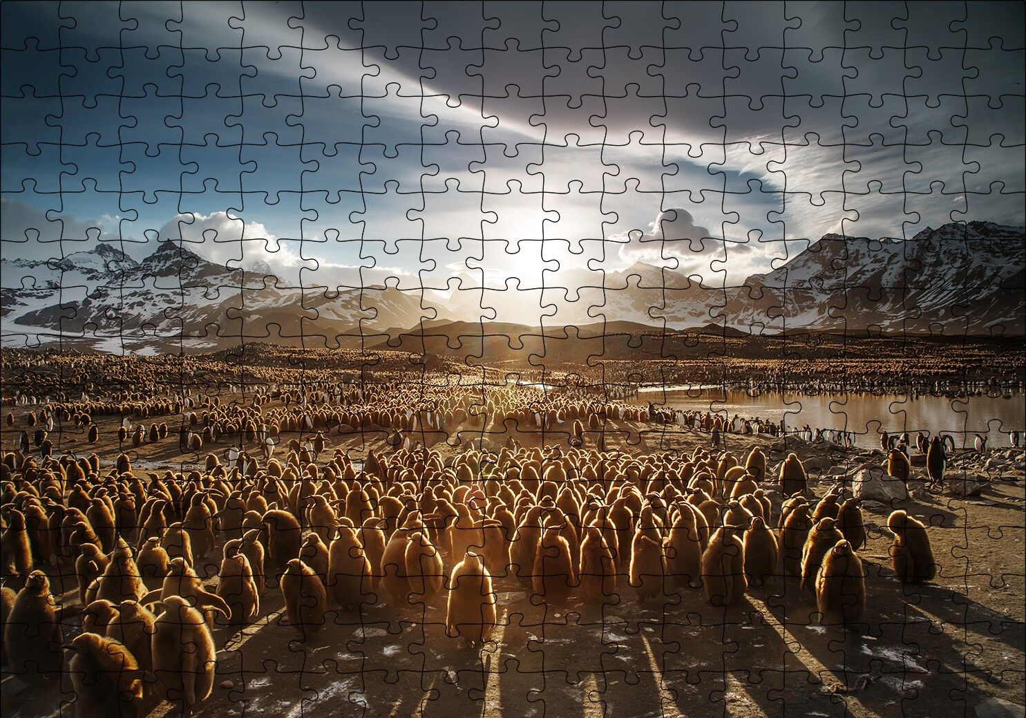 Güney Georgia'da Kral Pengueni Yavruları Puzzle Yapboz MDF Ahşap 255 Parça 34 cm X 49 cm