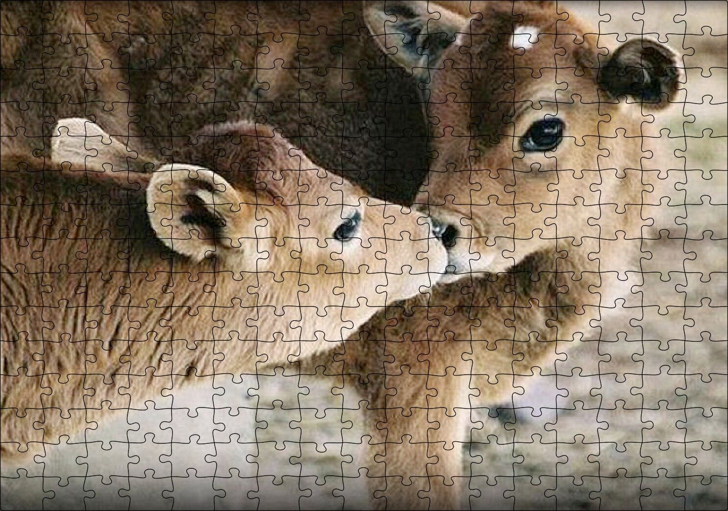 Koklaşan Kahverengi Buzağılar Görseli Puzzle Yapboz MDF Ahşap 255 Parça 34 cm X 49 cm