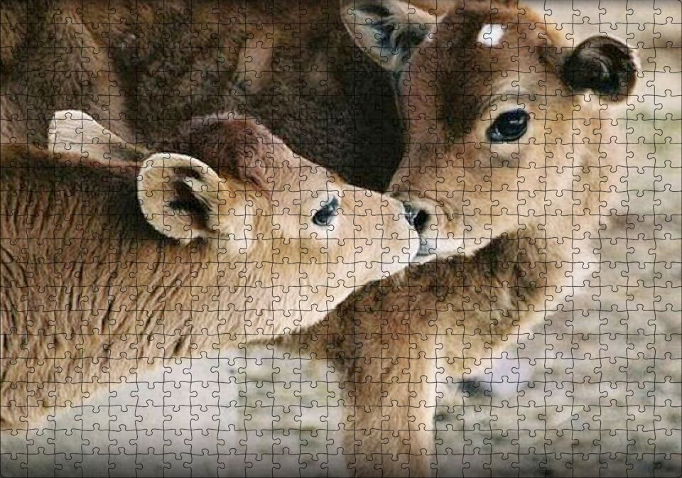 Koklaşan Kahverengi Buzağılar Görseli Puzzle Yapboz MDF Ahşap 500 Parça 49 cm X 68 cm