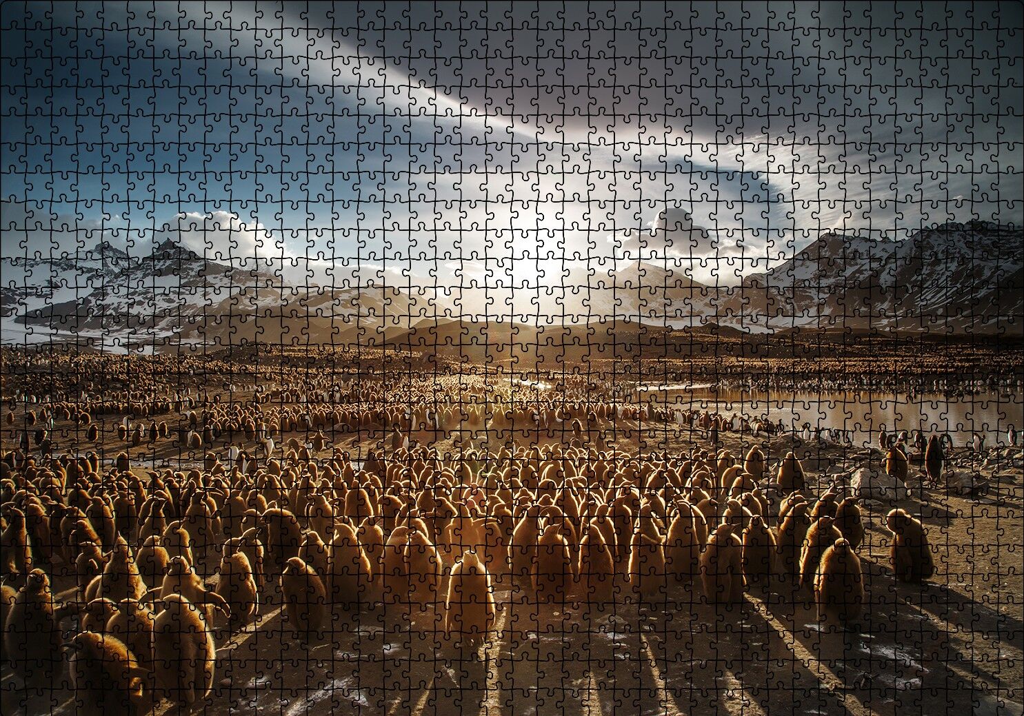 Güney Georgia'da Kral Pengueni Yavruları Puzzle Yapboz MDF Ahşap 1000 Parça 49 cm X 68 cm