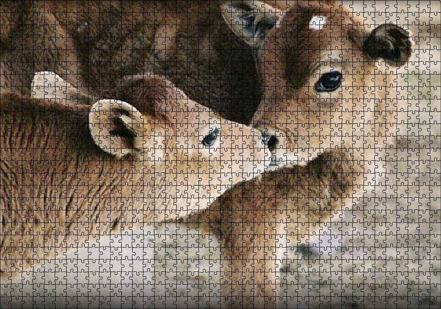 Koklaşan Kahverengi Buzağılar Görseli Puzzle Yapboz MDF Ahşap 1000 Parça 49 cm X 68 cm