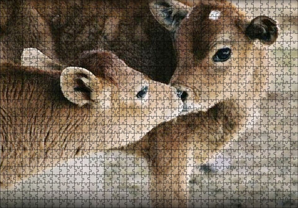 Koklaşan Kahverengi Buzağılar Görseli Puzzle Yapboz MDF Ahşap 1000 Parça 49 cm X 68 cm