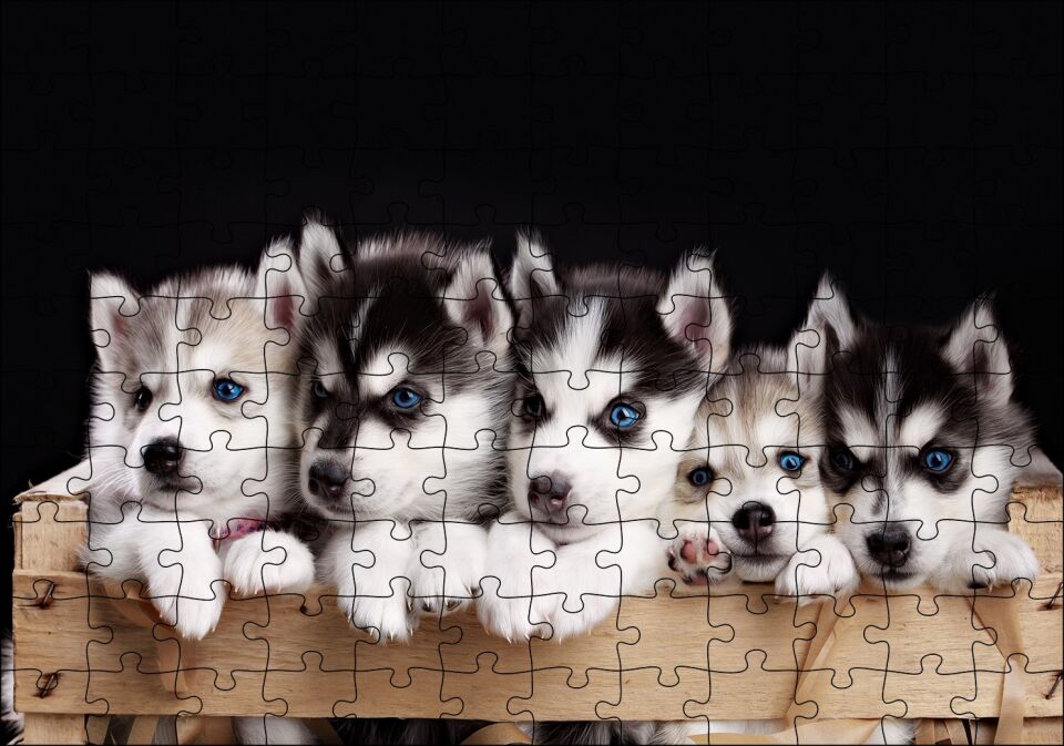 Tahta Kasa İçinde Beş Husky Yavrusu Puzzle Yapboz MDF Ahşap 120 Parça 24 cm X 34 cm