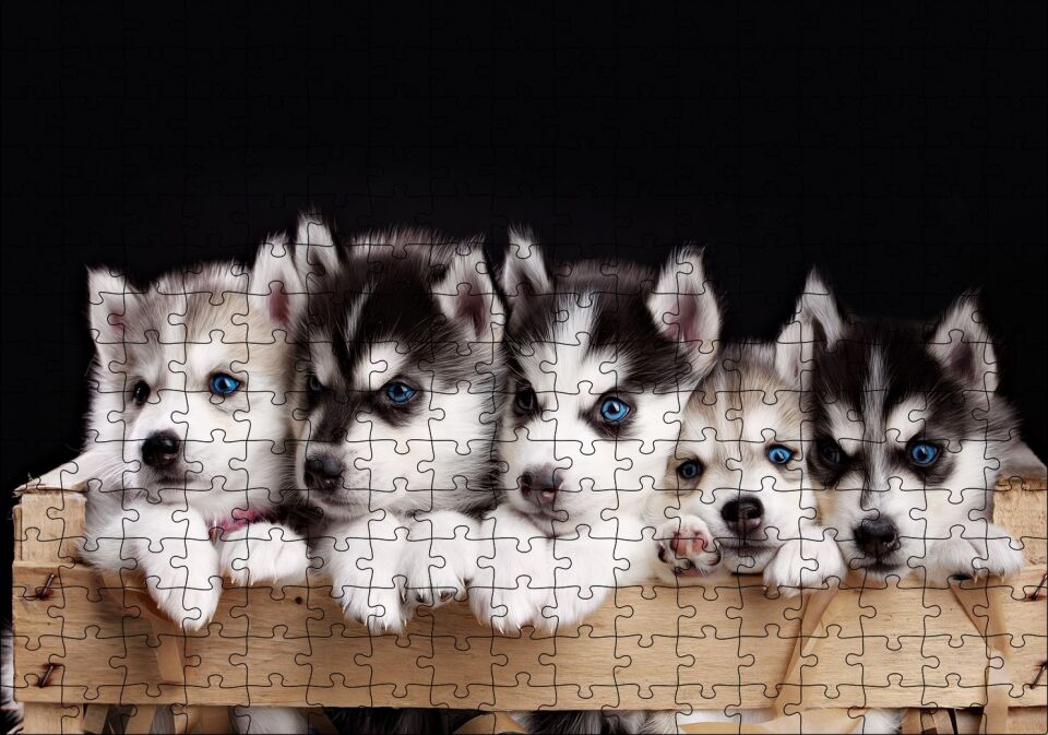 Tahta Kasa İçinde Beş Husky Yavrusu Puzzle Yapboz MDF Ahşap 255 Parça 34 cm X 49 cm