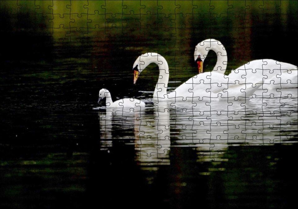 Gölde Yüzen Bir Çift Kuğu ve Yavruları Puzzle Yapboz MDF Ahşap 255 Parça 34 cm X 49 cm