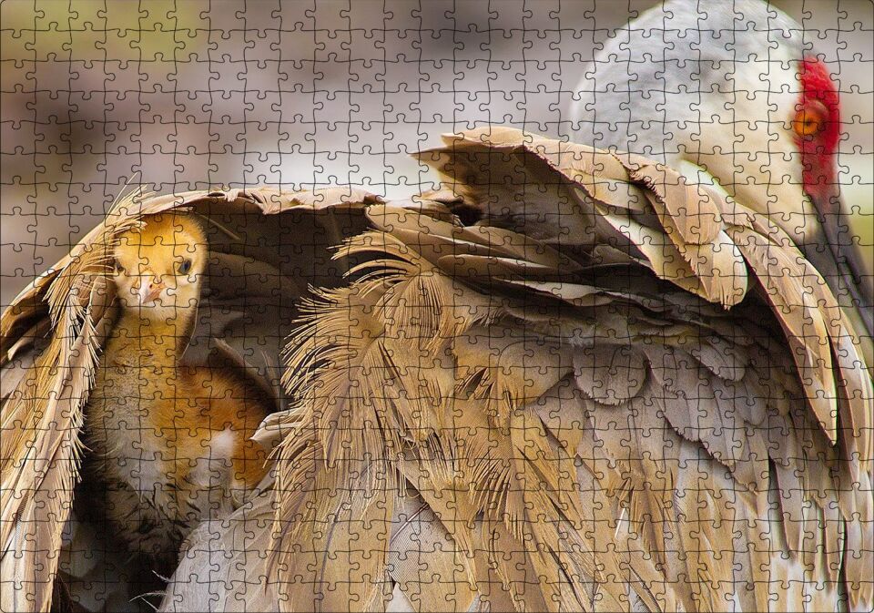Akbaba Kanatları Arasında Yavrusu Puzzle Yapboz MDF Ahşap 500 Parça 49 cm X 68 cm