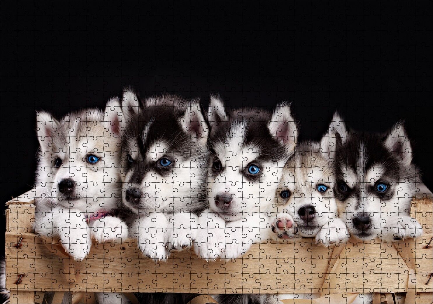 Tahta Kasa İçinde Beş Husky Yavrusu Puzzle Yapboz MDF Ahşap 500 Parça 49 cm X 68 cm