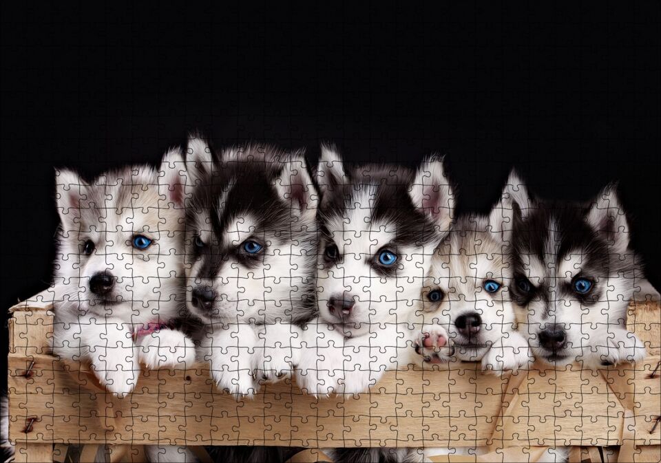 Tahta Kasa İçinde Beş Husky Yavrusu Puzzle Yapboz MDF Ahşap 500 Parça 49 cm X 68 cm