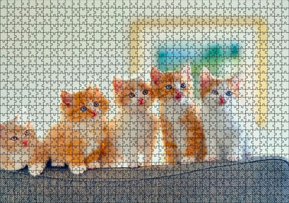 Koltukta Sarı Beyaz Yavru Kediler Puzzle Yapboz MDF Ahşap 1000 Parça 49 cm X 68 cm