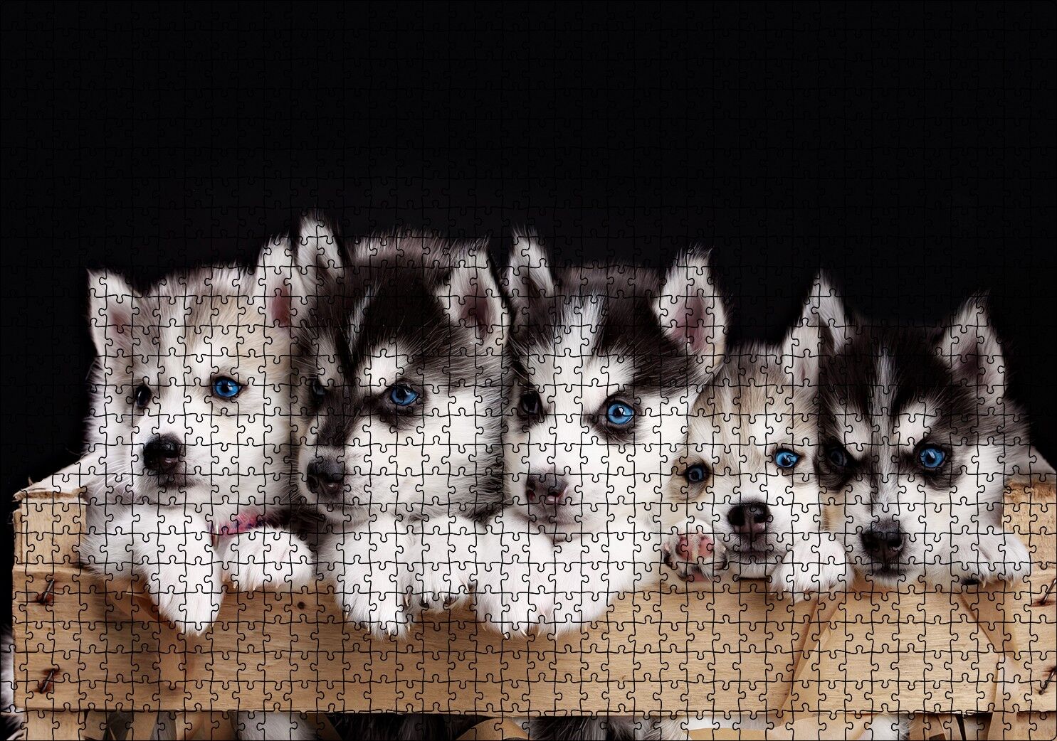 Tahta Kasa İçinde Beş Husky Yavrusu Puzzle Yapboz MDF Ahşap 1000 Parça 49 cm X 68 cm