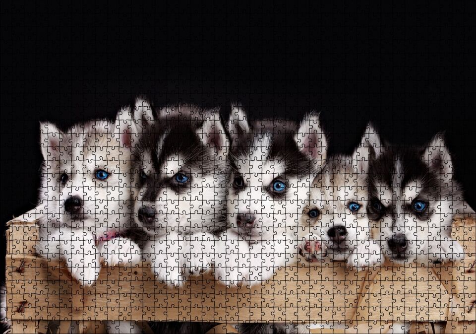 Tahta Kasa İçinde Beş Husky Yavrusu Puzzle Yapboz MDF Ahşap 1000 Parça 49 cm X 68 cm