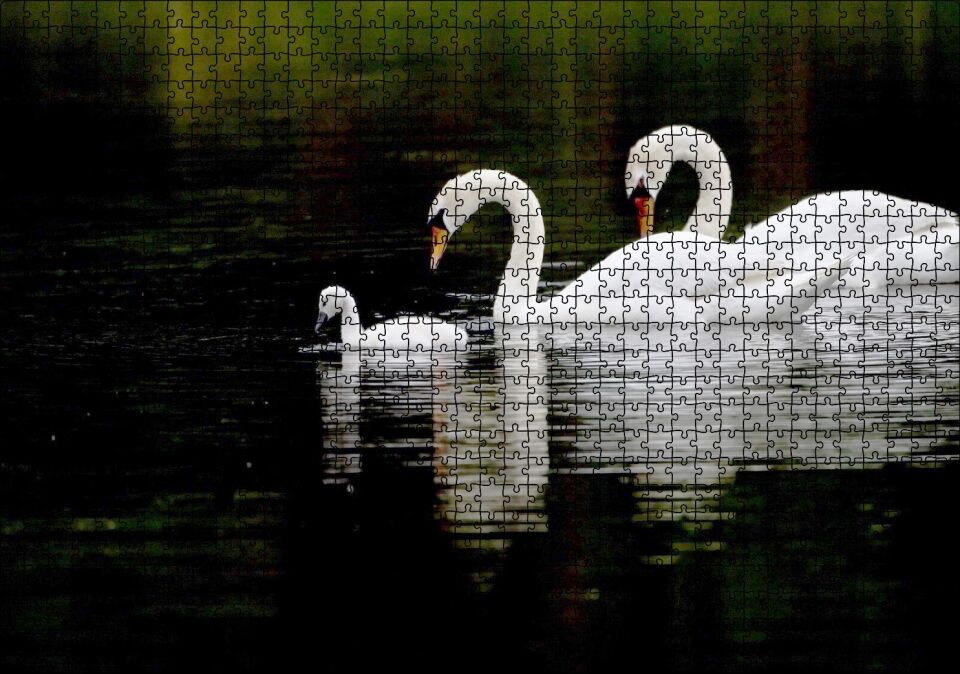 Gölde Yüzen Bir Çift Kuğu ve Yavruları Puzzle Yapboz MDF Ahşap 1000 Parça 49 cm X 68 cm