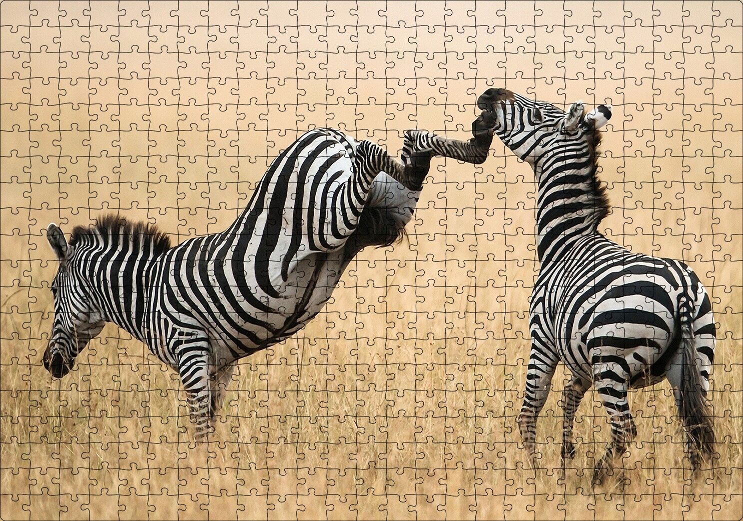 Zebranın Tehlikeli Tekmesi Puzzle Yapboz MDF Ahşap 500 Parça 49 cm X 68 cm
