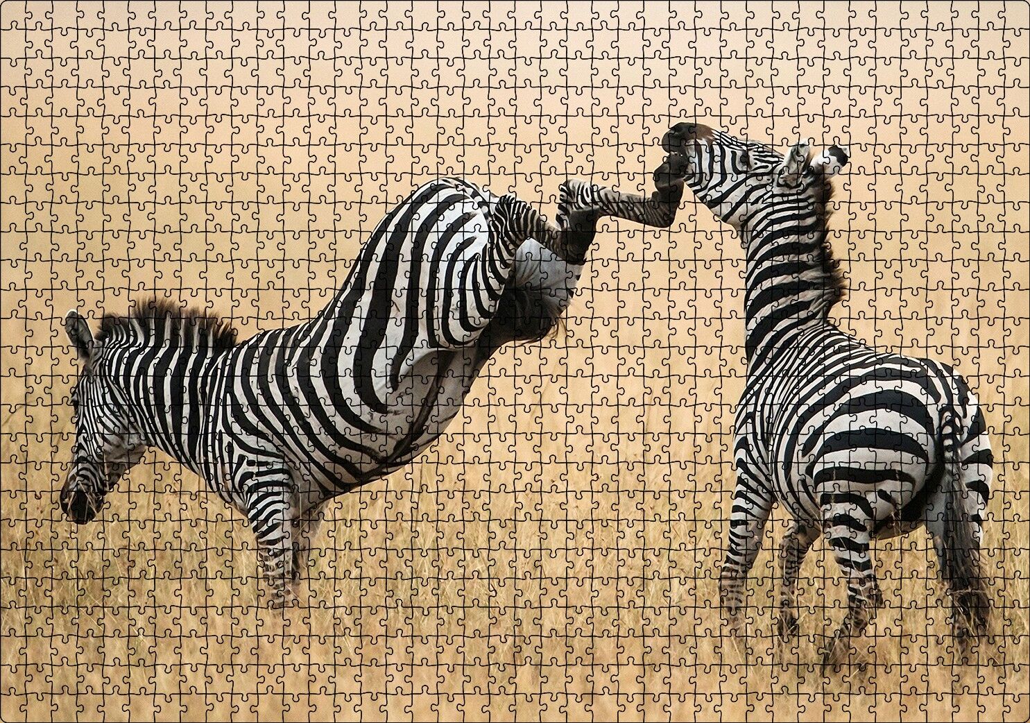 Zebranın Tehlikeli Tekmesi Puzzle Yapboz MDF Ahşap 1000 Parça 49 cm X 68 cm