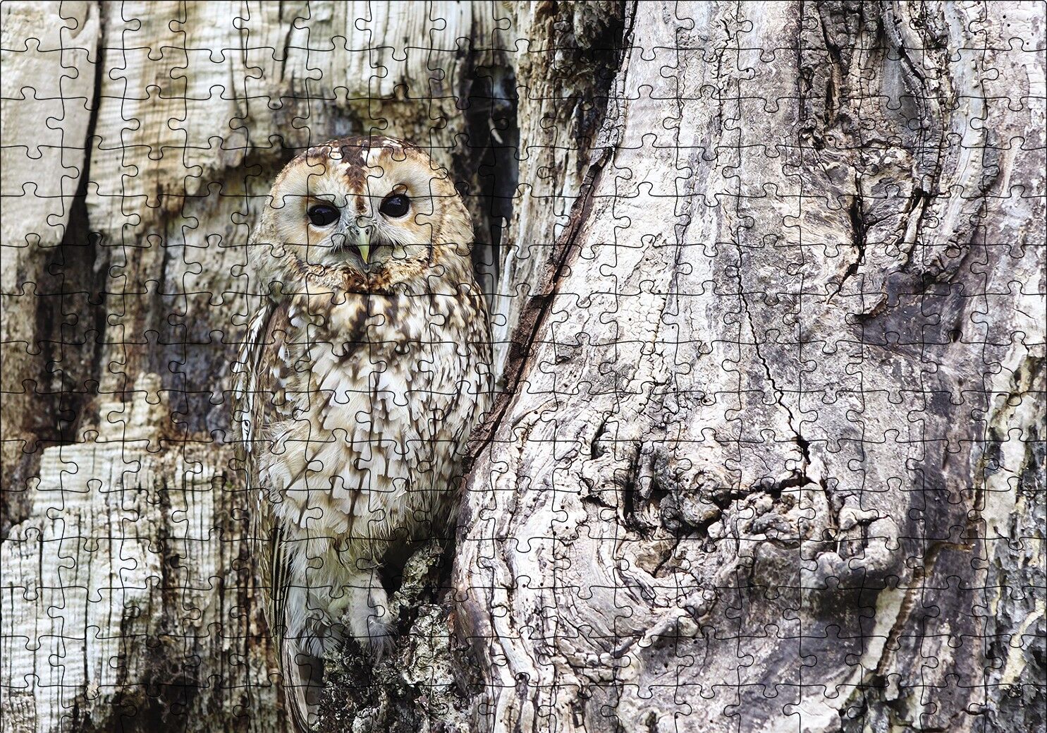 Kamufle Baykuş Puzzle Yapboz MDF Ahşap 255 Parça 34 cm X 49 cm