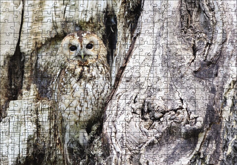 Kamufle Baykuş Puzzle Yapboz MDF Ahşap 255 Parça 34 cm X 49 cm